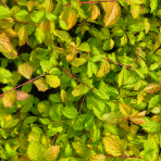 Drieň krvavý (Cornus sanguinea) ‘ANNY’S WINTER ORANGE’ – výška 50-60 cm, kont. C3L